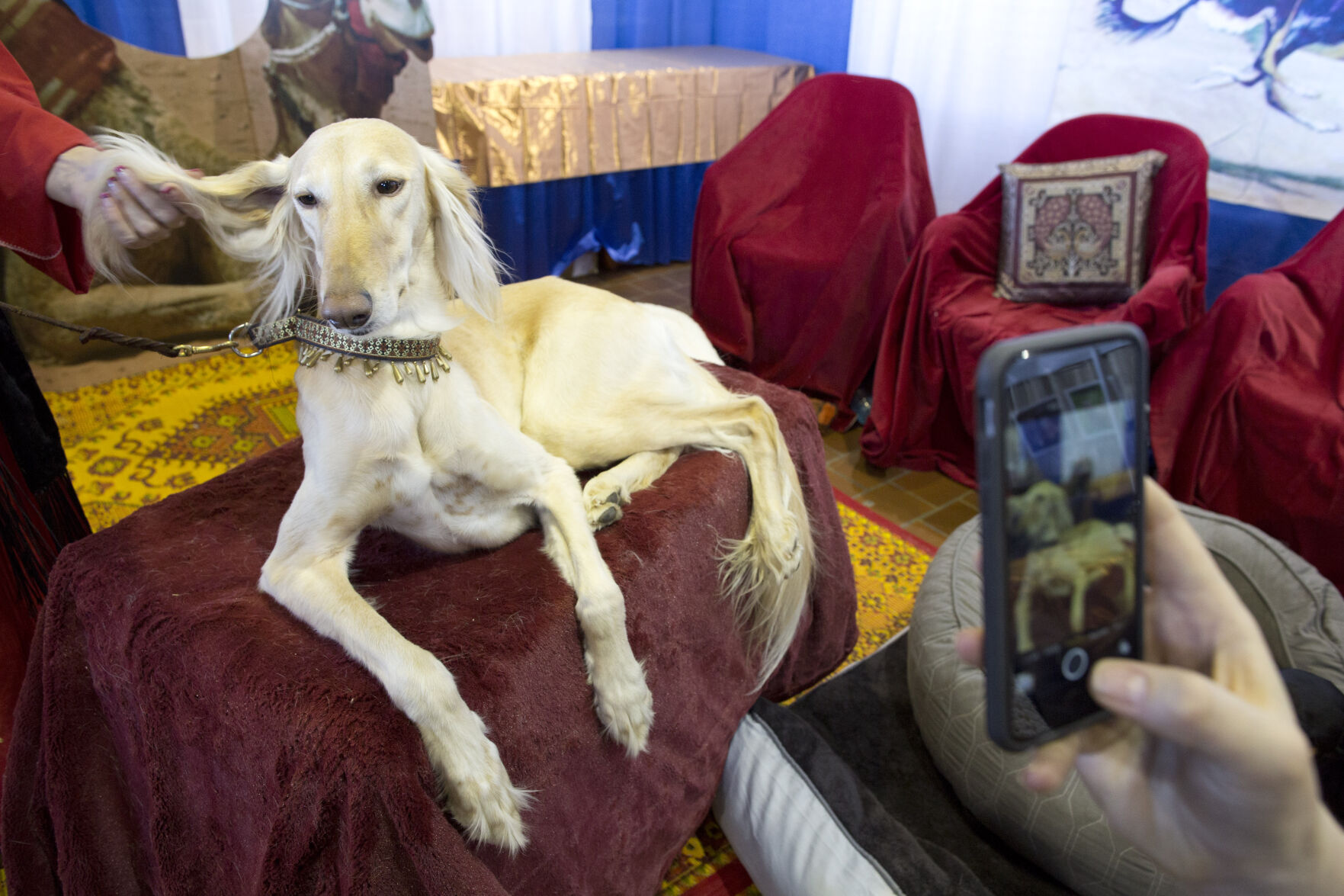 Dog Show